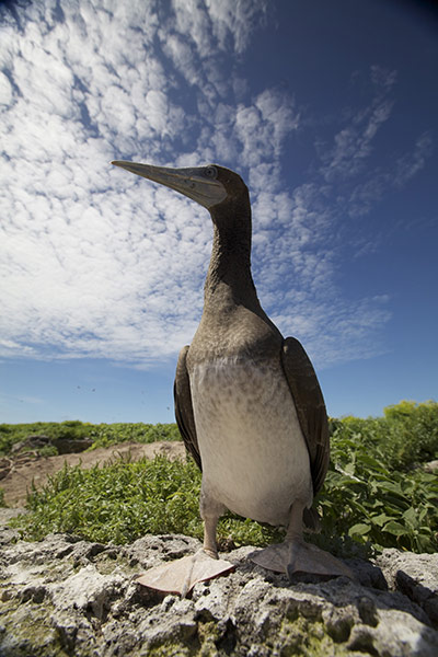 Great Barrier Reef: Brown boobie on Raine Island