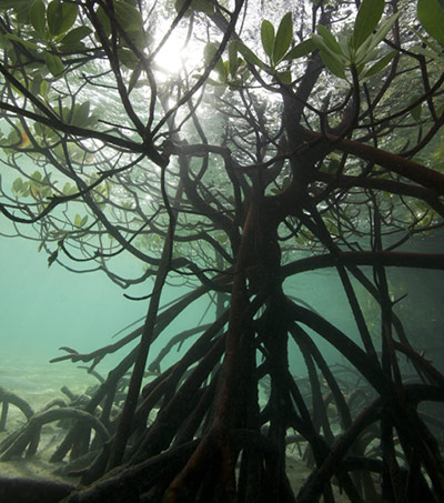 Great Barrier Reef: Mangrove roots, Great Barrier Reef