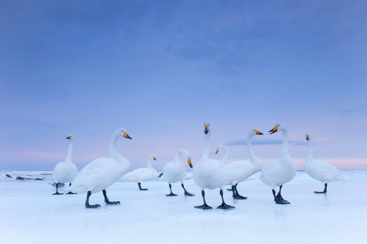 http://static.guim.co.uk/sys-images/Guardian/Pix/pictures/2011/2/11/1297435092831/Whooper-Swans-at-dawn-in--001.jpg