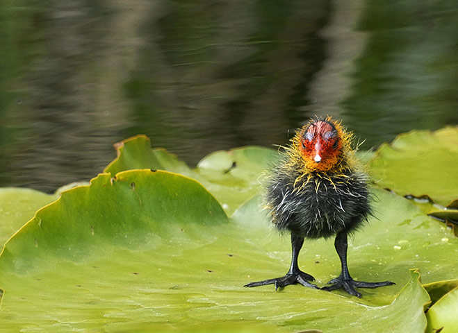 http://static.guim.co.uk/sys-images/Guardian/Pix/pictures/2011/2/11/1297435108707/Wildfowl-and-Wetlands-Tru-014.jpg