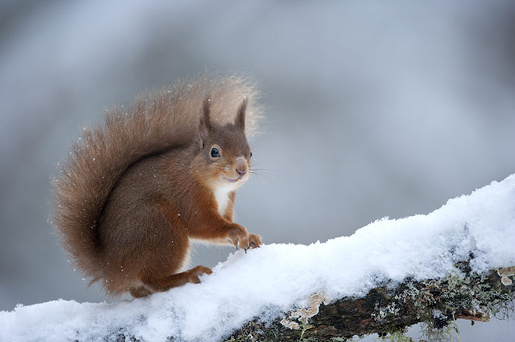 http://static.guim.co.uk/sys-images/Guardian/Pix/pictures/2011/2/18/1298023497371/Red-Squirrel-looking-for--004.jpg