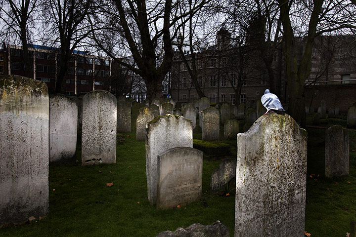 Bunhill fields cemetery: A pigeon perches on a grave in Bunhill Fields cemetery
