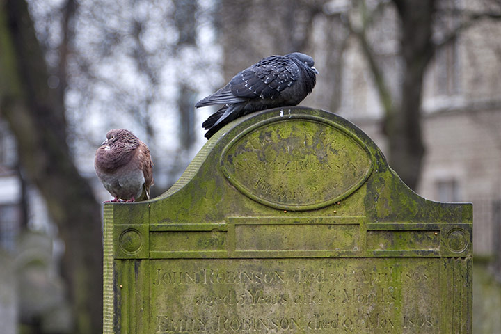 Bunhill fields cemetery: Pigeons perch on a gravestone