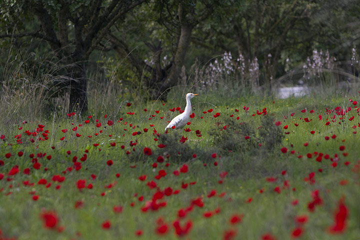 http://static.guim.co.uk/sys-images/Guardian/Pix/pictures/2011/2/22/1298379522500/An-egret-stands-amongst-a-011.jpg