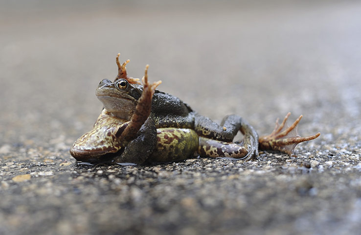 http://static.guim.co.uk/sys-images/Guardian/Pix/pictures/2011/3/25/1301054177039/Frogs-mate-on-March-19-20-021.jpg