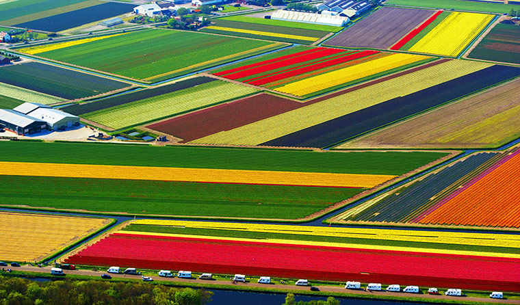 Fields-of-tulips--008.jpg