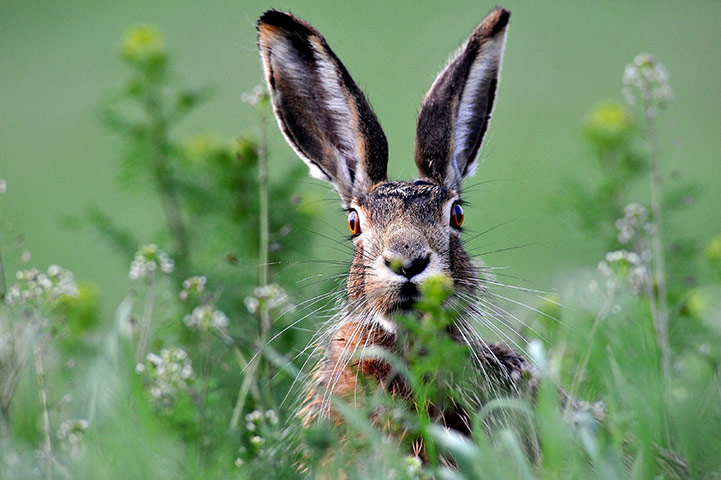 http://static.guim.co.uk/sys-images/Guardian/Pix/pictures/2011/4/28/1304008250843/A-brown-hare-006.jpg