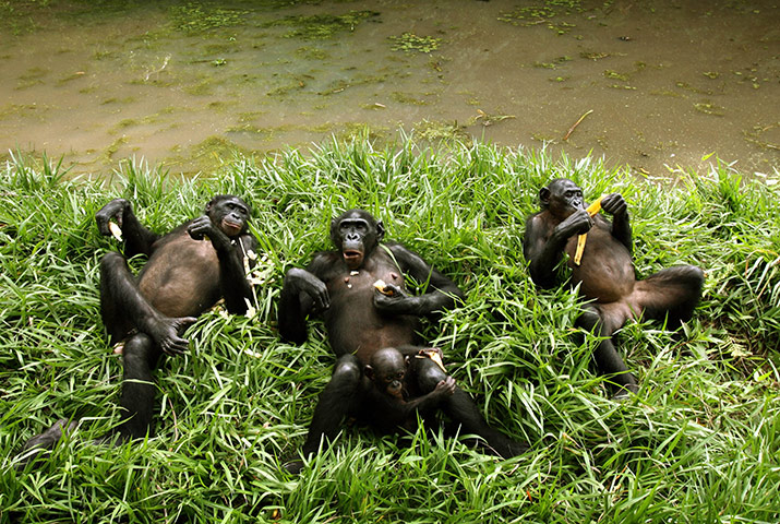 http://static.guim.co.uk/sys-images/Guardian/Pix/pictures/2011/4/29/1304067976852/Bonobo-apes-002.jpg