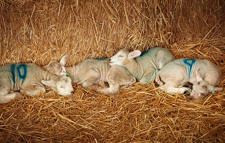 http://static.guim.co.uk/sys-images/Guardian/Pix/pictures/2011/4/3/1301848394866/Newborn-lambs-sleep-on-fr-054.jpg