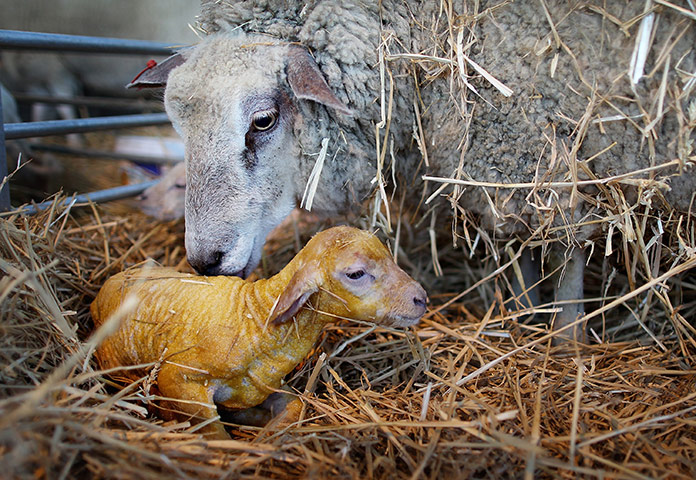 http://static.guim.co.uk/sys-images/Guardian/Pix/pictures/2011/4/3/1301848399537/A-ewe-licks-her-lamb-seco-058.jpg