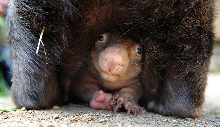 http://static.guim.co.uk/sys-images/Guardian/Pix/pictures/2011/4/7/1302186520725/Baby-Wombat-born-at-Balla-002.jpg