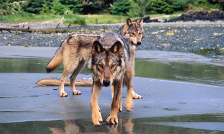 How a familiar species of mammal changed Canadian wolves' behaviour ...