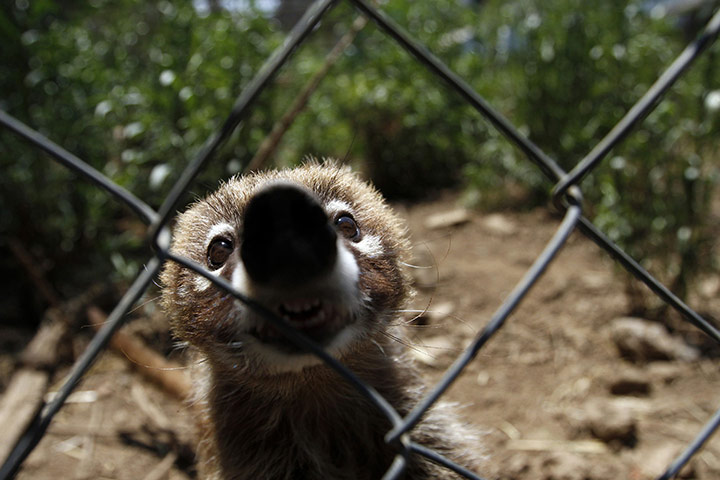 http://static.guim.co.uk/sys-images/Guardian/Pix/pictures/2011/5/27/1306493426482/Coati-which-had-been-resc-008.jpg