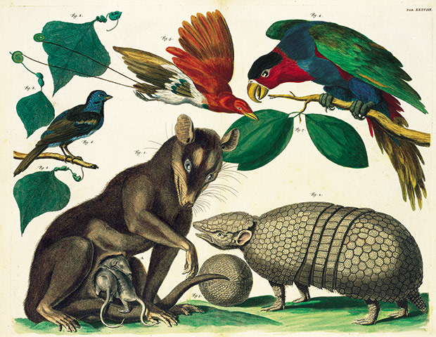 Albertus Seba: Cabinet of Natural Curiosities