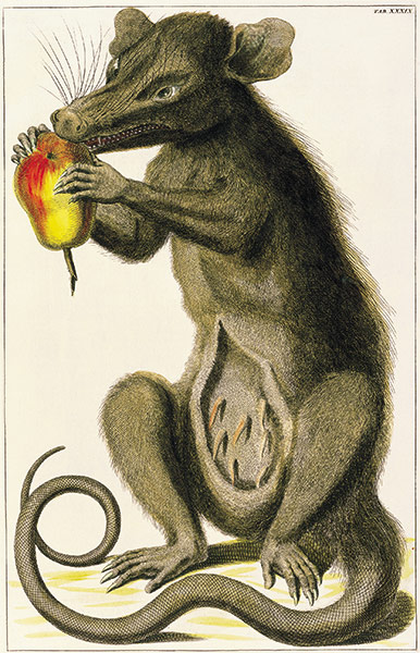 Albertus Seba: Cabinet of Natural Curiosities