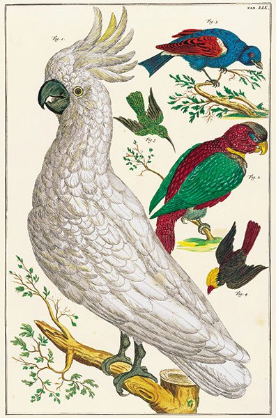 Albertus Seba: Cabinet of Natural Curiosities