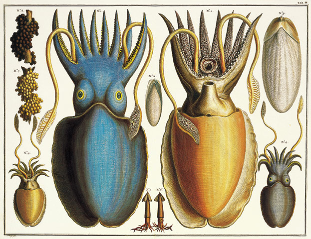 Albertus Seba: Cabinet of Natural Curiosities
