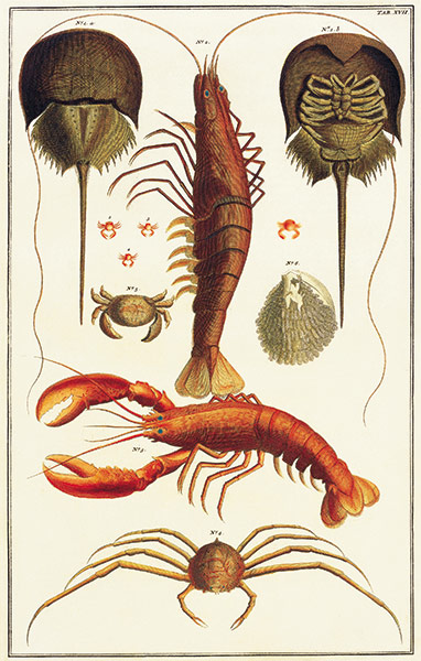 Albertus Seba: Cabinet of Natural Curiosities