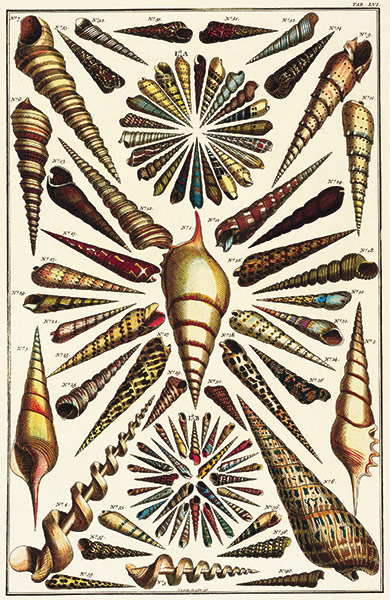 Albertus Seba: Cabinet of Natural Curiosities