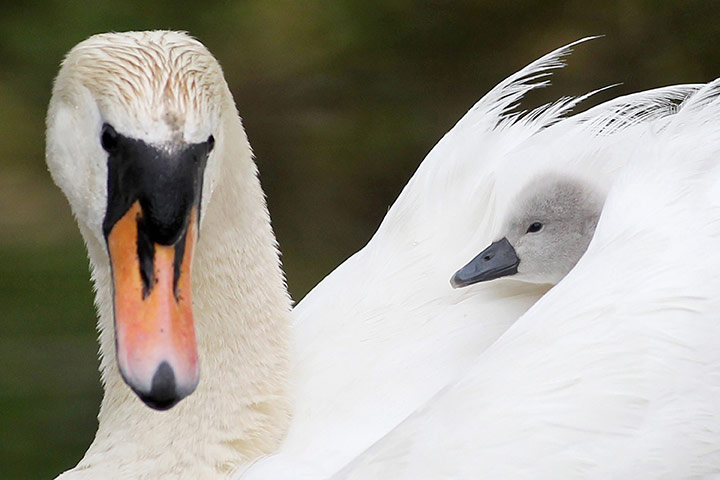 http://static.guim.co.uk/sys-images/Guardian/Pix/pictures/2011/6/10/1307709106914/Alster-Swan-Nestlings-011.jpg