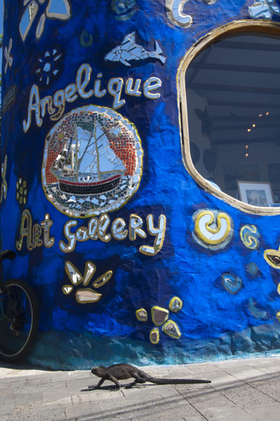 Galapagos : galapagos iguana street