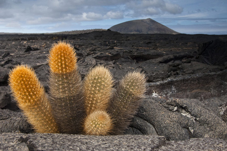 Galapagos : galapagos cactus