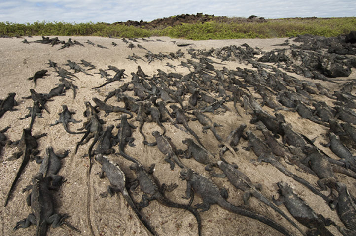 Galapagos : galapagos marien iguanas