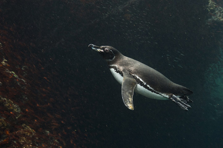 Galapagos : galapagos penguin