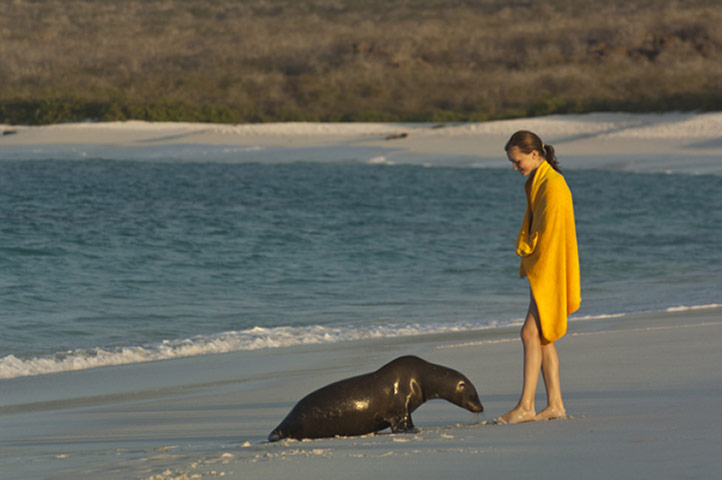 Galapagos : galapagos sea lion