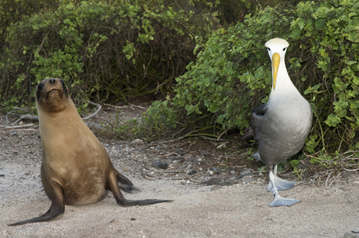 Galapagos : galapagos sealion albatross