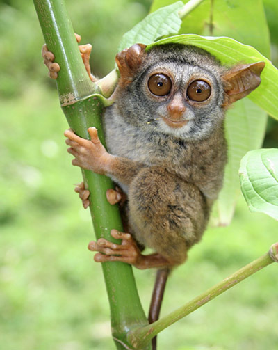 http://static.guim.co.uk/sys-images/Guardian/Pix/pictures/2011/6/24/1308919790923/the-Siau-Island-Tarsier-016.jpg