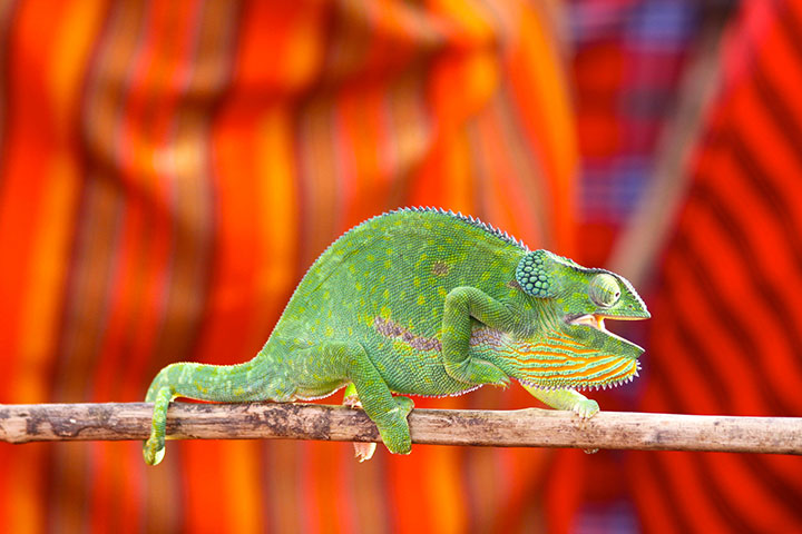 Been there June: Chameleon , Maasai Mara, Kenya