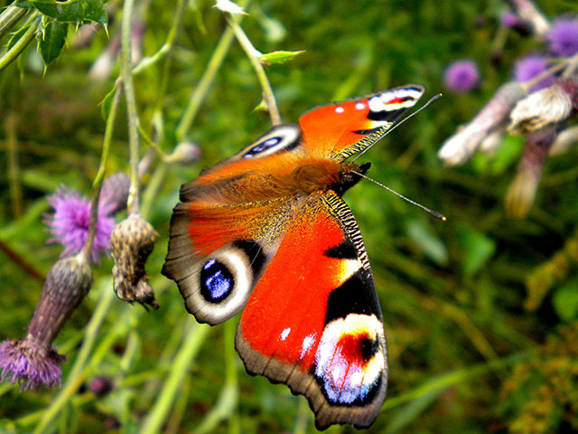 Been there June: Butterfly