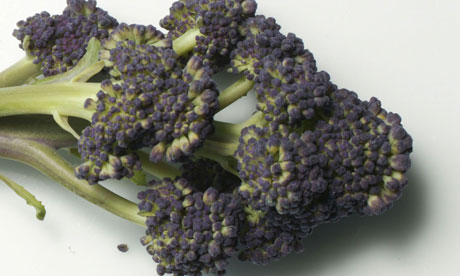 Garden week: Purple sprouting broccoli