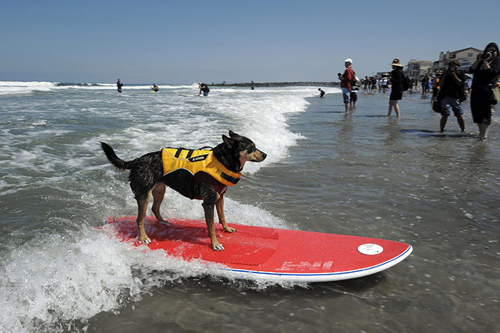 http://static.guim.co.uk/sys-images/Guardian/Pix/pictures/2011/6/4/1307227168432/6th-annual-Surfing-Dogs-c-001.jpg