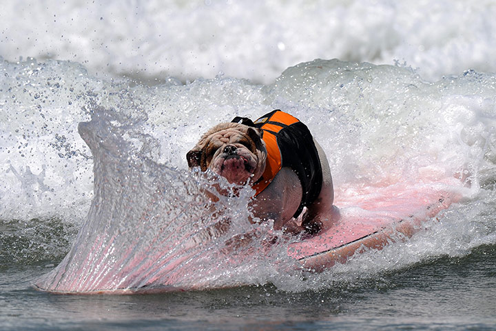 http://static.guim.co.uk/sys-images/Guardian/Pix/pictures/2011/6/4/1307227179425/6th-annual-Surfing-Dogs-c-011.jpg