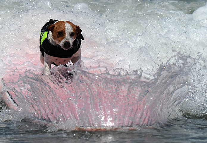 http://static.guim.co.uk/sys-images/Guardian/Pix/pictures/2011/6/4/1307227180539/6th-annual-Surfing-Dogs-c-012.jpg