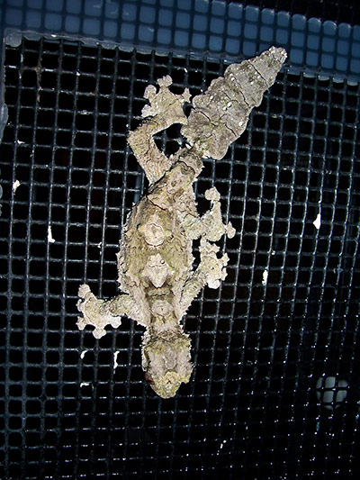 http://static.guim.co.uk/sys-images/Guardian/Pix/pictures/2011/6/6/1307359549440/Uroplatus-pietschmanni-Co-003.jpg