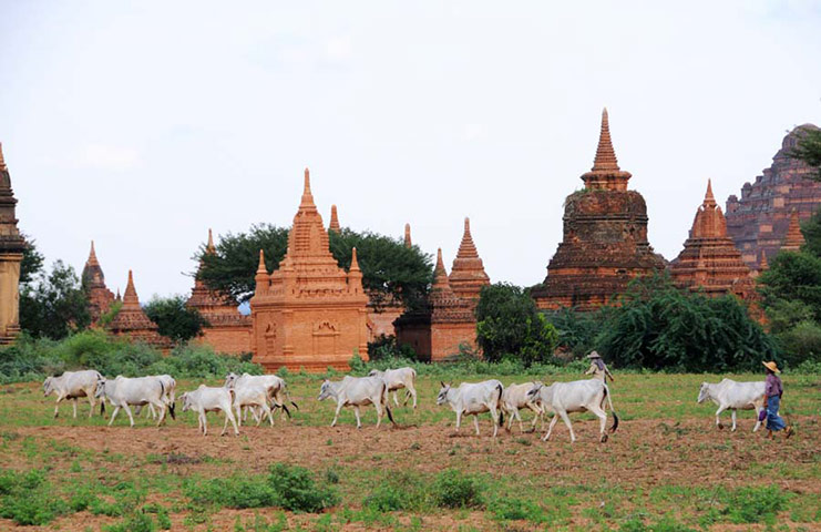 Burma gallery: Herding cattle to grazing, Bagan