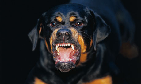 Vicious-Rottweiler-007.jpg