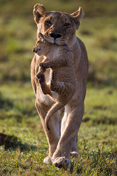 http://static.guim.co.uk/sys-images/Guardian/Pix/pictures/2011/7/15/1310734481098/A-lion-holding-its-cub-in-029.jpg