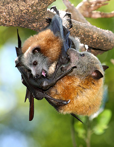 http://static.guim.co.uk/sys-images/Guardian/Pix/pictures/2011/7/20/1311177065964/Grey-headed-flying-fox-006.jpg