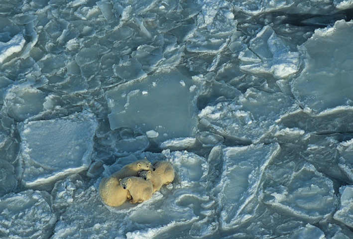 Canada parks : canada, Wapusk, Canada 