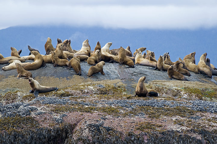 Canada Parks: Sea Lions in Gwaii Haanas National park