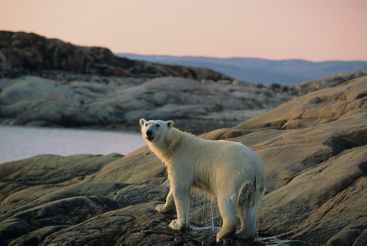 Canada Parks: A polar bear at Ukkusiksalik National Park