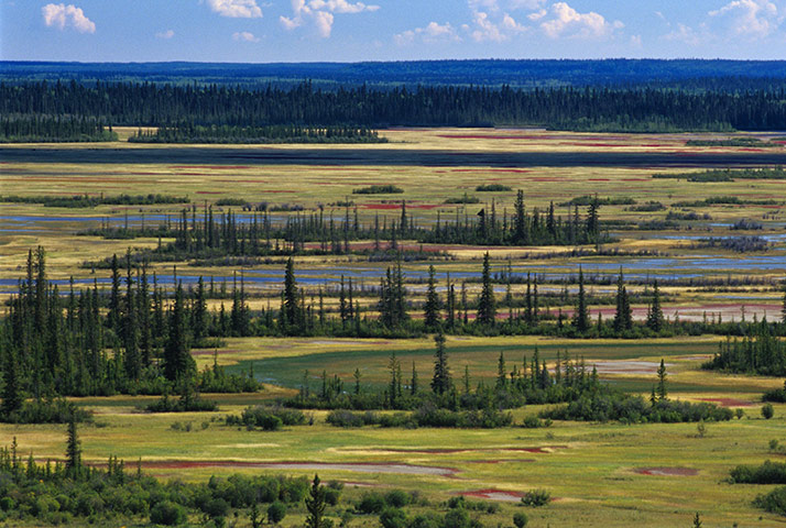 Canada Parks: Salt Plains and Boreal Forest