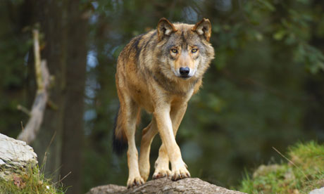 Keeping the wolf from the door: Dog domestication during the European ...