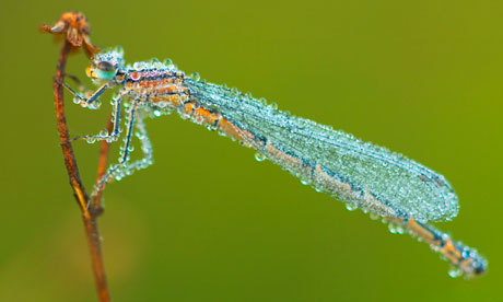 http://static.guim.co.uk/sys-images/Guardian/Pix/pictures/2011/7/28/1311885802116/Dragonfly-with-Morning-De-005.jpg