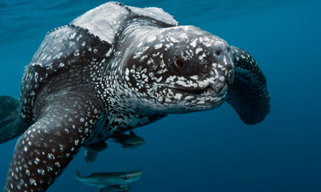 http://static.guim.co.uk/sys-images/Guardian/Pix/pictures/2011/8/13/1313246505515/Leatherback-turtle-007.jpg