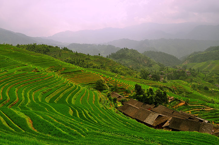 Beenthere Landscape: Beenthere paddyfields